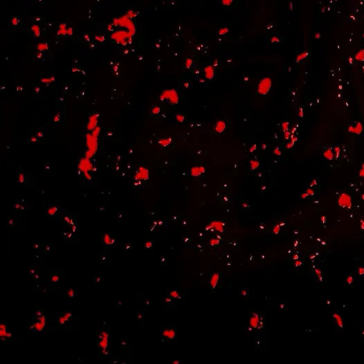 Speckle Bred Shorts
