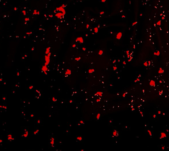 Red specks on a black background